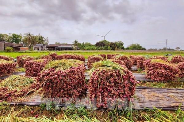 Giá hành tím Sóc Trăng giảm mạnh