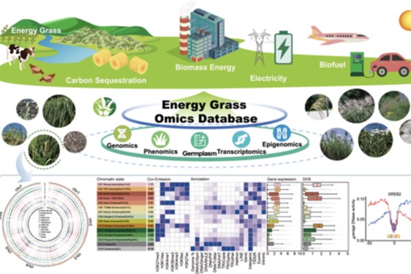 Cơ sở dữ liệu "cỏ năng lượng" đầu tiên trên thế giới