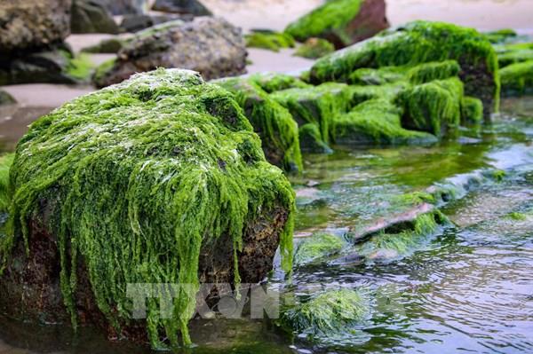 Ngắm rêu xanh ở Nam Ô