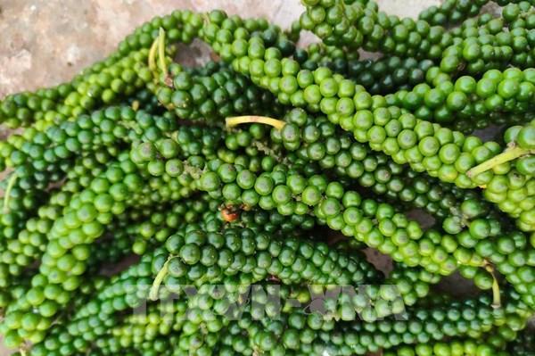 Xuất khẩu khả quan, doanh nghiệp hồ tiêu vẫn lo ứng phó thuế của Hoa Kỳ