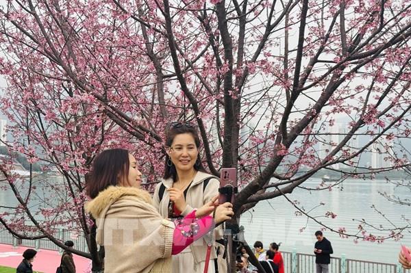Chiêm ngưỡng hoa anh đào nở rộ tại Hong Kong (Trung Quốc)