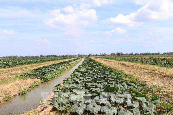 Cà Mau chủ động kịch bản ứng phó hạn hán, xâm nhập mặn vùng ngọt