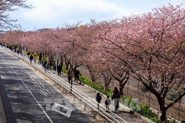 Hàng nghìn cây hoa anh đào ở Kanagawa bắt đầu nở