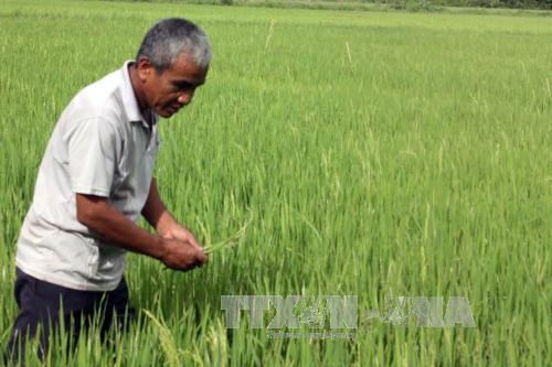 Hơn 1.000 ha lúa Đông Xuân ở Đồng Tháp bị muỗi hành tấn công
