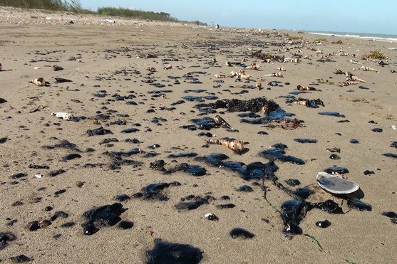 Hàng chục tấn dầu tràn vón cục trôi dạt vào bờ biển ở Huế