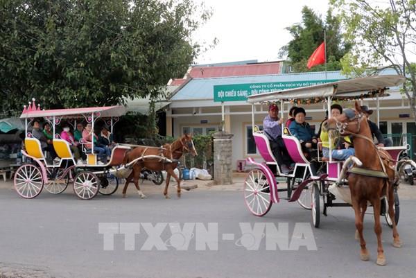 Đà Lạt lùi thời gian cấm xe ngựa chở khách quanh hồ Xuân Hương tới 31/3