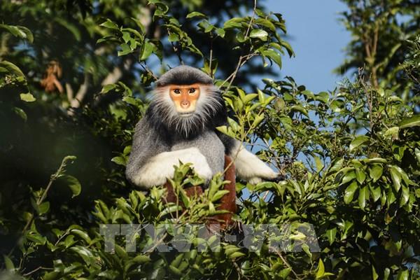  Vẻ đẹp của loài Voọc Chà vá chân nâu trên bán đảo Sơn Trà