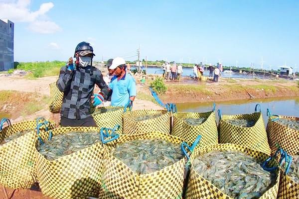 Giá tôm tăng, người nuôi lãi cao