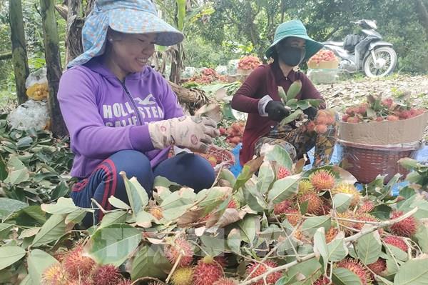 Chôm chôm trái  vụ cho lợi nhuận cao