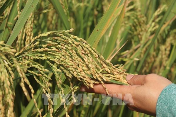 Cấp 160 tấn lúa giống cho thành phố Huế khôi phục sản xuất sau bão số 1
