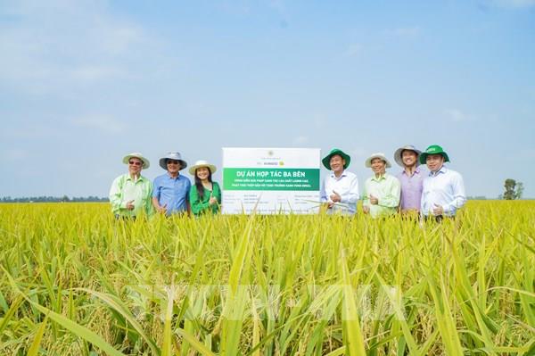 Áp dụng giải pháp 3 giảm giúp người trồng lúa tăng lợi nhuận