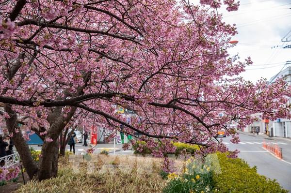 Nhật Bản dự báo mùa hoa anh đào ở Tokyo sớm hơn thường lệ