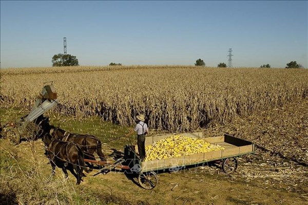 Nông sản đồng loạt tăng giá trên thị trường