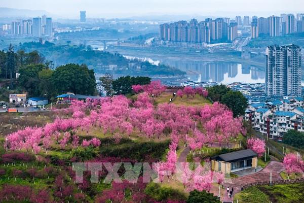 Chiêm ngưỡng hoa mận nở rộ tại Trung Quốc