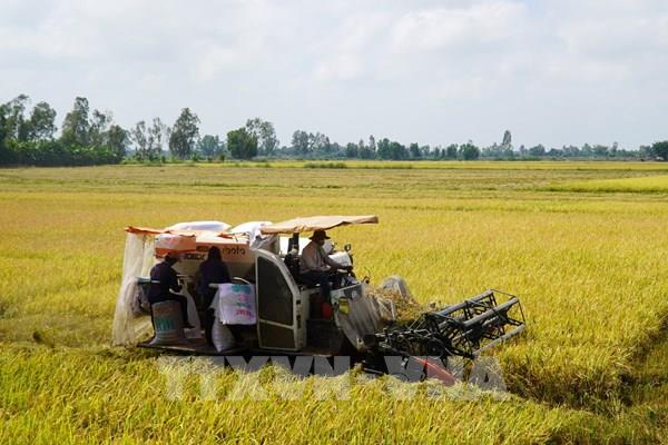 Lúa Đông Xuân Kiên Giang "được mùa, mất giá"