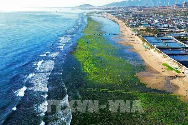 Vẻ đẹp cánh đồng rong biển ở Ninh Thuận