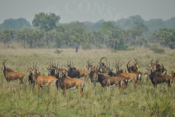 Nỗ lực kiểm soát nạn săn trộm ở Mozambique đạt kết quả