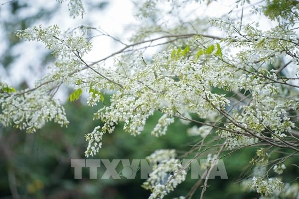 Sưa trắng tinh khôi giữa phố phường Hà Nội