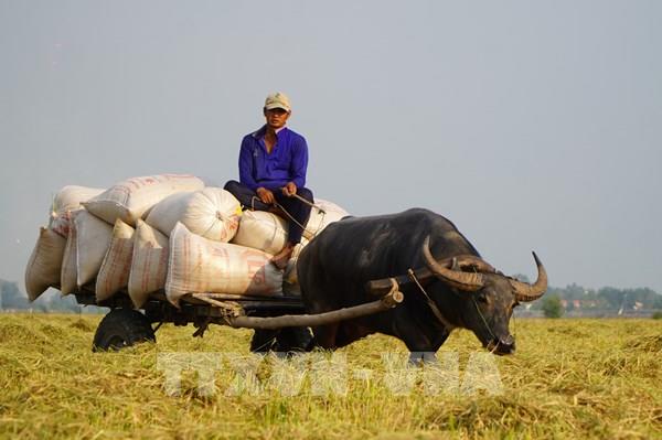 Độc đáo mùa trâu kéo lúa