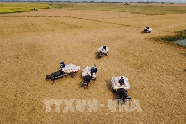 Đẹp nao lòng bộ ảnh mùa trâu kéo lúa ở Đồng Tháp