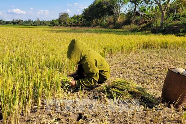 Gia Lai: Nguy cơ mất trắng hàng trăm ha lúa do thiếu nước tưới