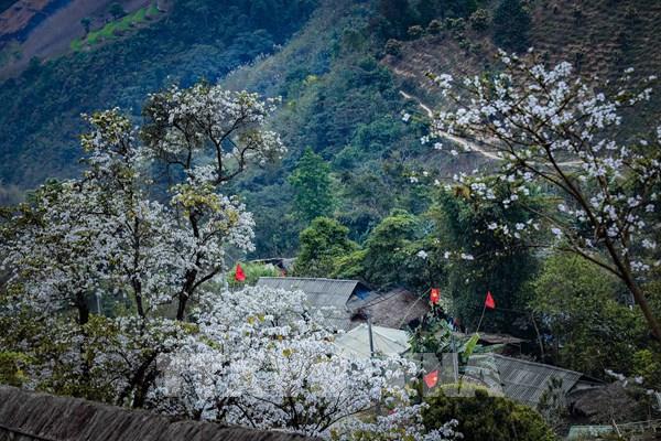 Rừng hoa ban cổ thụ đẹp như cổ tích ở Nặm Cứm