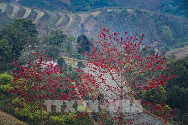 Mùa hoa gạo rực đỏ trên đèo Pha Đin