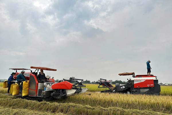 Agribank đẩy mạnh cho vay sản xuất, kinh doanh lúa gạo