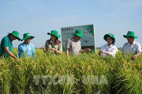 Kiên Giang mở rộng diện tích thực hiện Đề án 1 triệu ha lúa chuyên canh