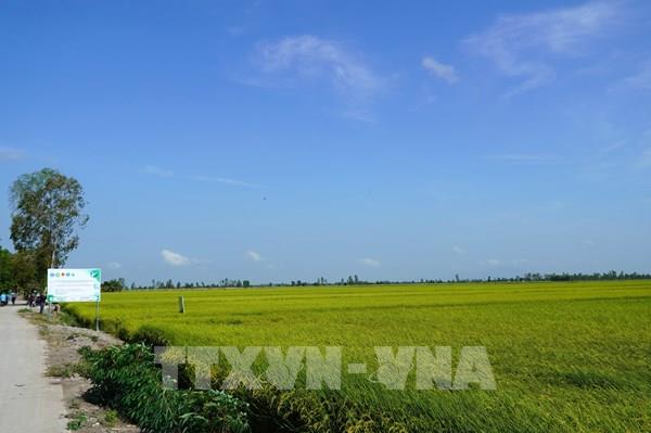 Còn vướng mắc trong triển khai cho vay thực hiện Đề án 1 triệu ha lúa