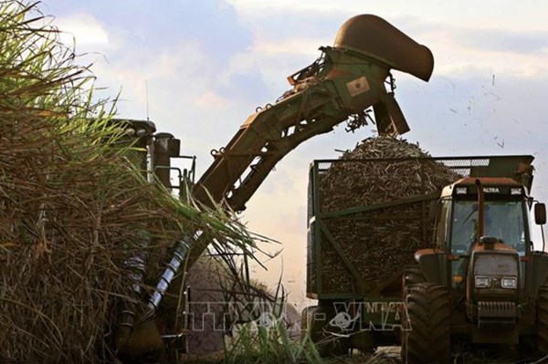 Brazil muốn tăng cường xuất khẩu đường miễn thuế sang Mỹ