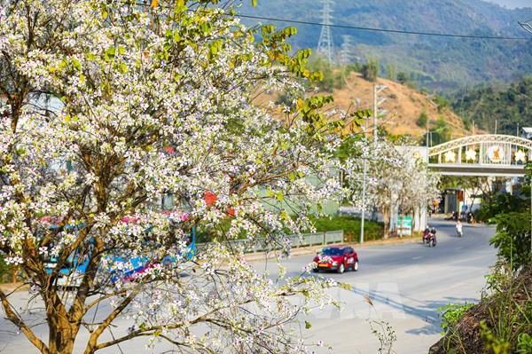 Hoa ban bung nở khắp phố phường Điện Biên