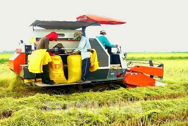 Thị trường nông sản: Giá lúa tiếp tục tăng