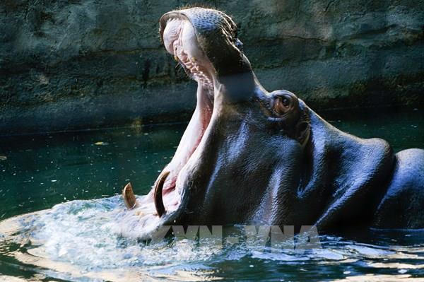 Hơn 25% loài động vật có khả năng kiến tạo cảnh quan đang lâm nguy