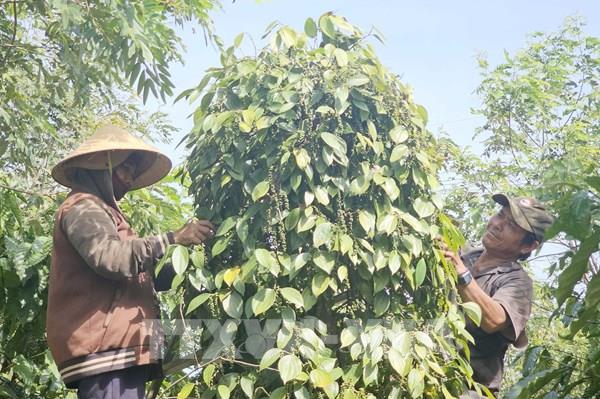 Giống hồ tiêu – nút thắt trong chuỗi giá trị tỷ đô