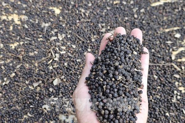 Hồ tiêu Việt Nam khẳng định lại vị thế trên bản đồ xuất khẩu thế giới