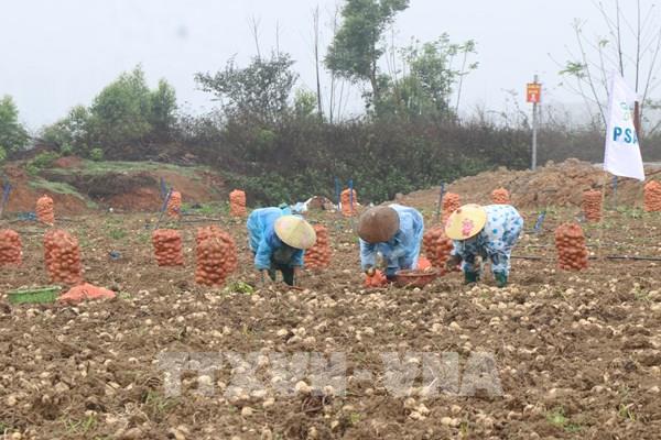 Xây dựng chuỗi giá trị nông nghiệp bền vững ứng dụng công nghệ cao