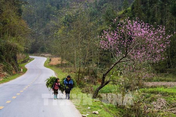 Sắc Xuân trên "miền đá nở hoa"