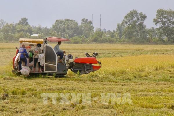 Tái cấu trúc ngành lúa gạo - Bài 3: Chủ động ứng phó với đà giảm giá