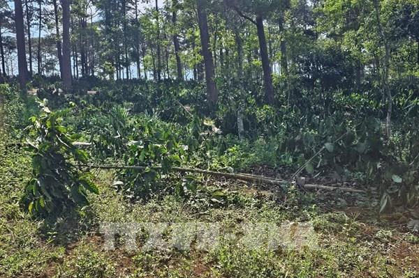 Lâm Đồng: Giải tỏa hơn 9 ha rừng do doanh nghiệp để người dân lấn chiếm