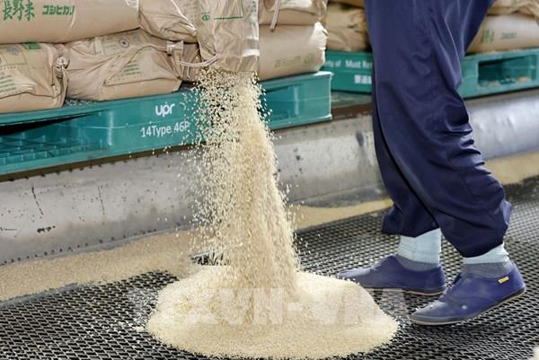 Nhật Bản: Các đơn vị đấu thầu nhận gạo giải phóng từ kho dự trữ để bình ổn giá
