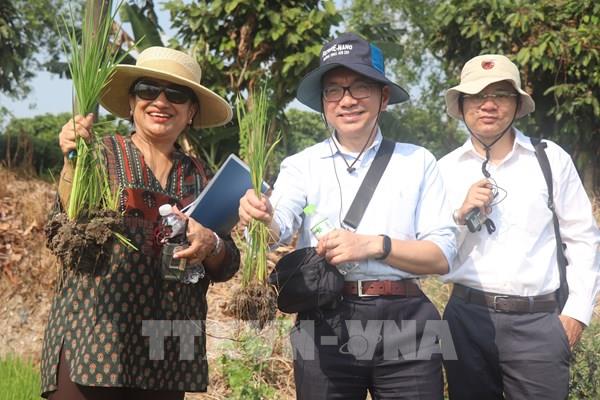 WB cam kết tiếp tục huy động nguồn viện trợ hỗ trợ Đề án 1 triệu ha lúa