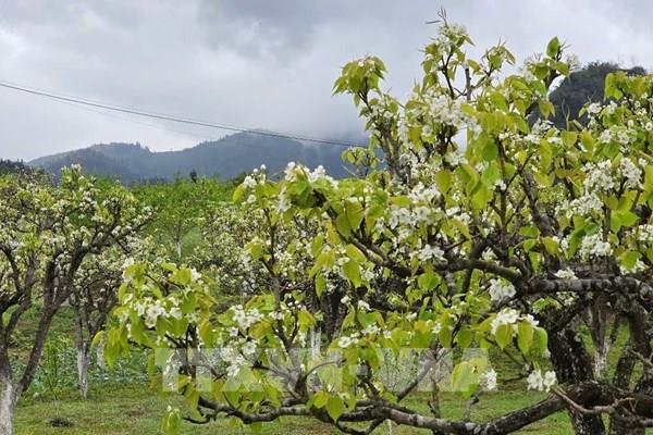 Bắc Hà bừng sáng sắc hoa lê