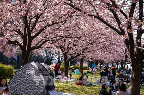 Thủ đô Tokyo bắt đầu bước vào mùa hoa anh đào