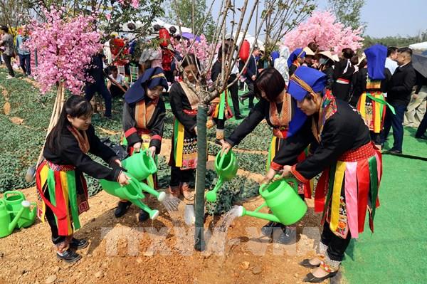 Đặc sắc lễ hội hoa anh đào tại Quảng Ninh