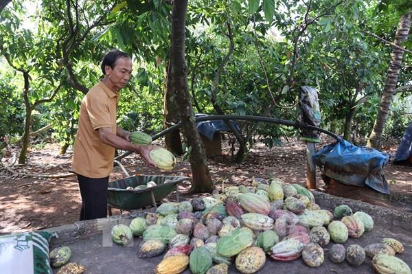 Giá ca cao tại Bà Rịa-Vũng Tàu tăng kỷ lục