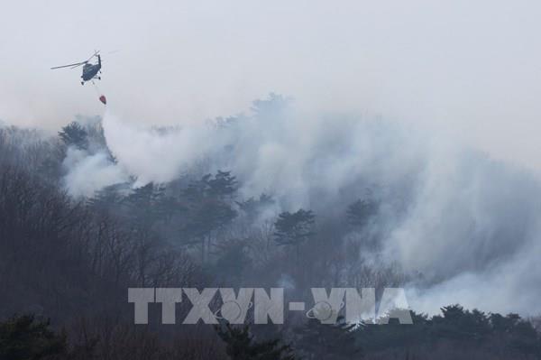 Cháy rừng nghiêm trọng ở Hàn Quốc và Nhật Bản
