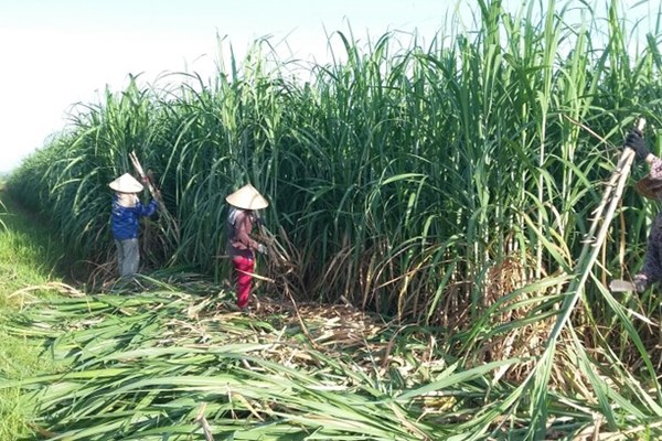 Hỗ trợ người trồng mía thêm gắn bó với nghề