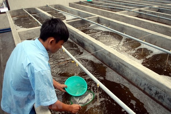 Trà Vinh huy động doanh nghiệp đầu tư sản xuất tôm giống quy mô lớn