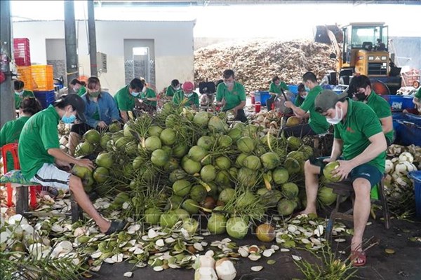 Cơ hội hình thành siêu vùng nguyên liệu, phát triển hệ sinh thái kinh tế dừa